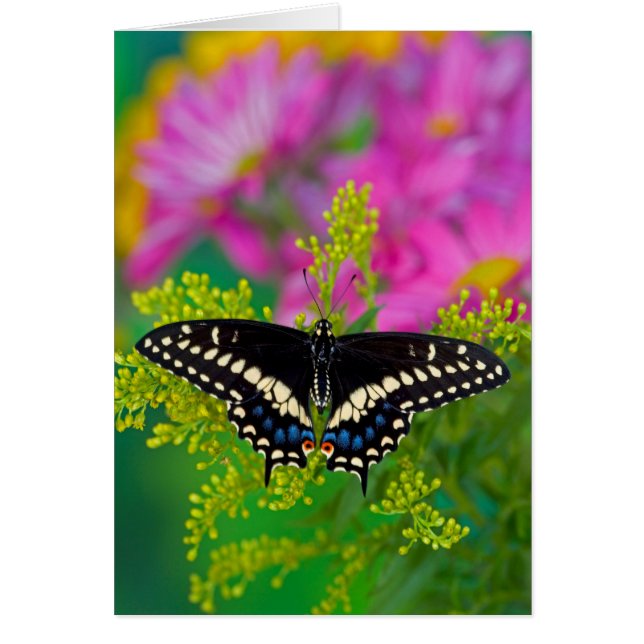 A Swallowtail-Butterfly Landing (Front)
