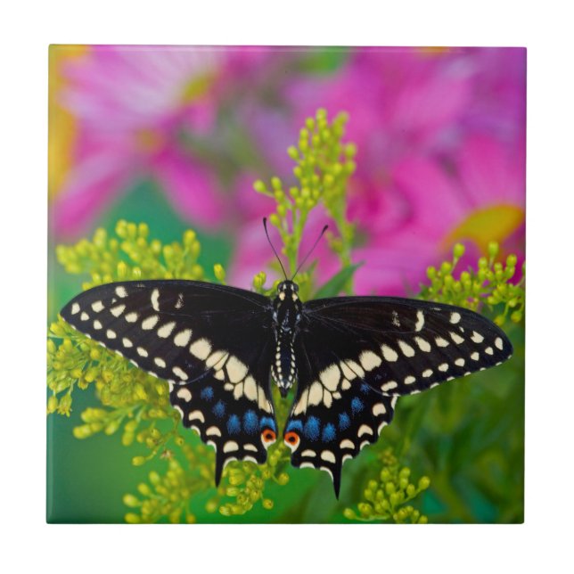 A Swallowtail-Butterfly Landing Ceramic Tile (Front)
