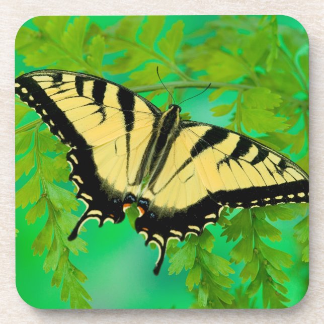 A Swallowtail Butterfly Landing Coaster (Front)