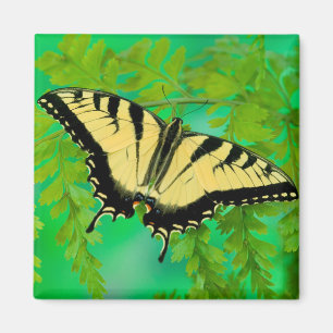 A Swallowtail Butterfly Landing Magnet