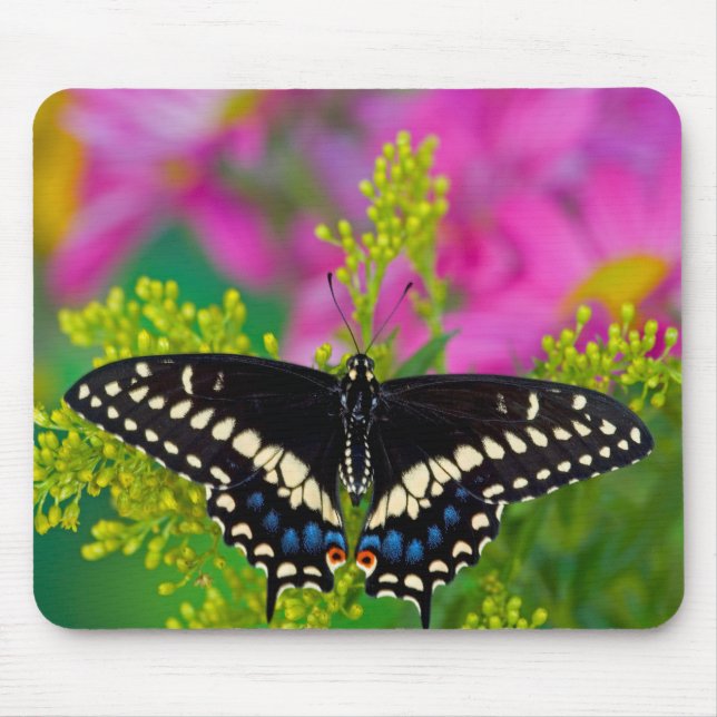 A Swallowtail-Butterfly Landing Mouse Pad (Front)
