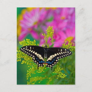 A Swallowtail-Butterfly Landing Postcard
