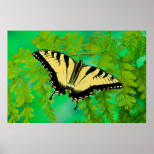 A Swallowtail Butterfly Landing Poster