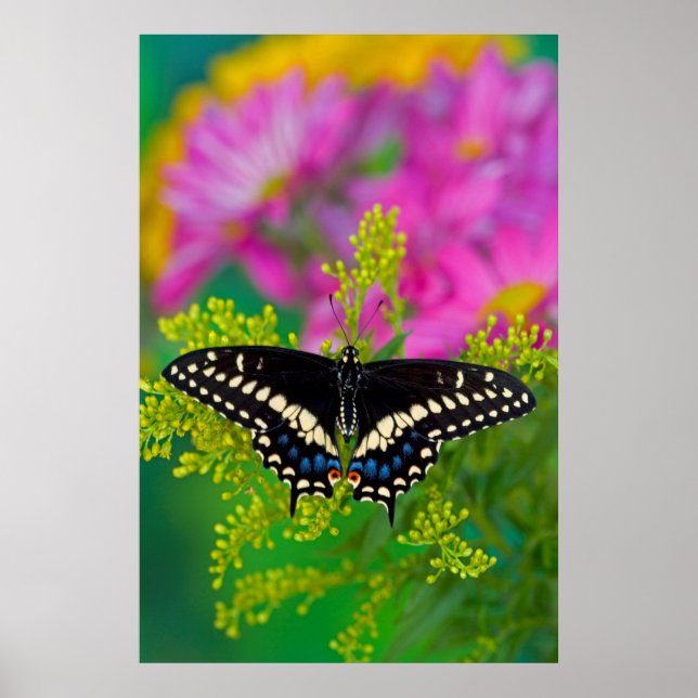 A Swallowtail-Butterfly Landing Poster (Front)