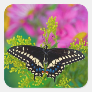 A Swallowtail-Butterfly Landing Square Sticker