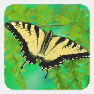 A Swallowtail Butterfly Landing Square Sticker
