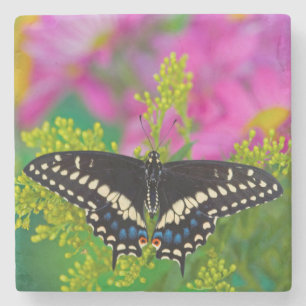A Swallowtail-Butterfly Landing Stone Coaster