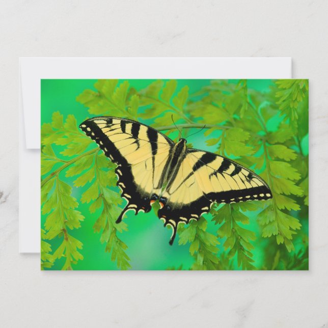A Swallowtail Butterfly Landing Thank You Card (Front)