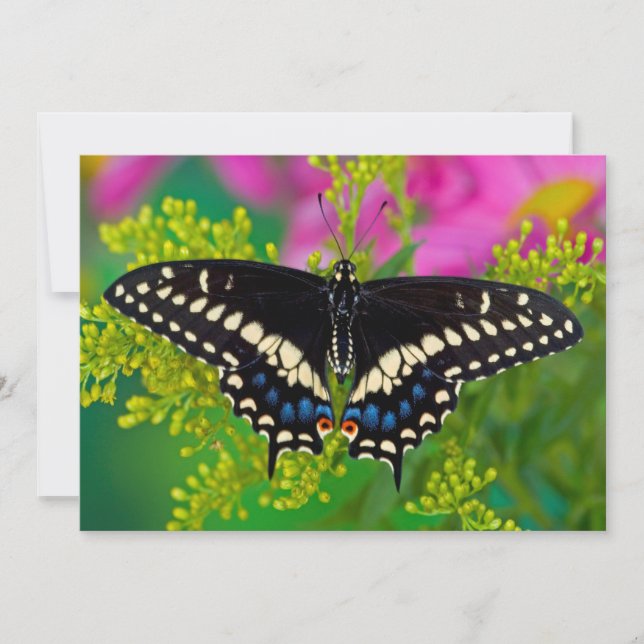 A Swallowtail-Butterfly Landing Thank You Card (Front)