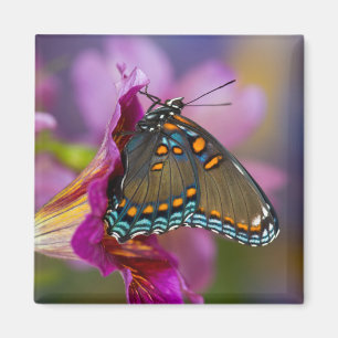 A Swallowtail Butterfly Magnet