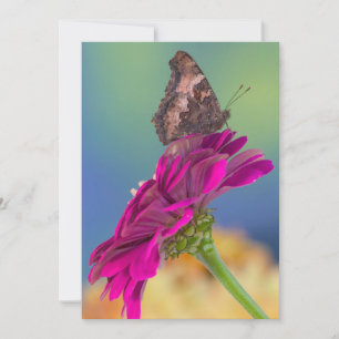 A Swallowtail Butterfly Papilio Multicaudatus Thank You Card