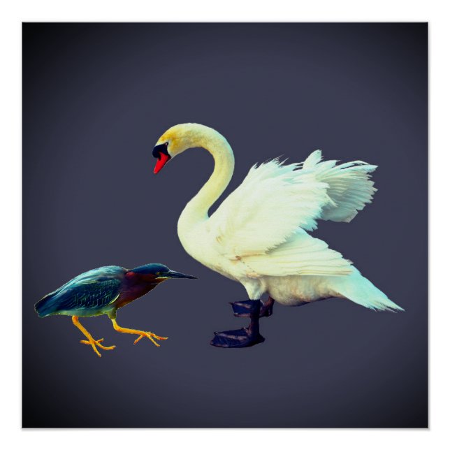 A swan and a blue heron poster (Front)
