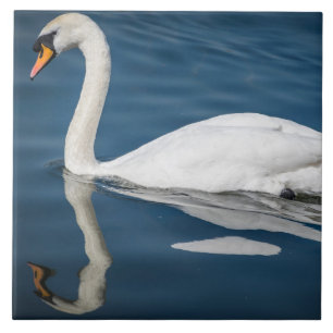 A swan and its reflection ceramic photo tile