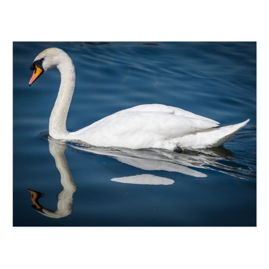 A swan and its reflection postcard