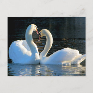 A Swan Heart Kiss, Reflections of Love Postcard