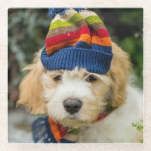 A Sweet Cavachon Puppy In A Winter Hat And Scarf Glass Coaster