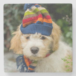 A Sweet Cavachon Puppy In A Winter Hat And Scarf Stone Coaster