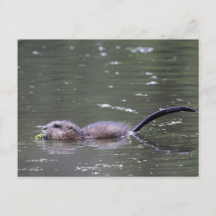 A swimming and eating muskrat. postcard