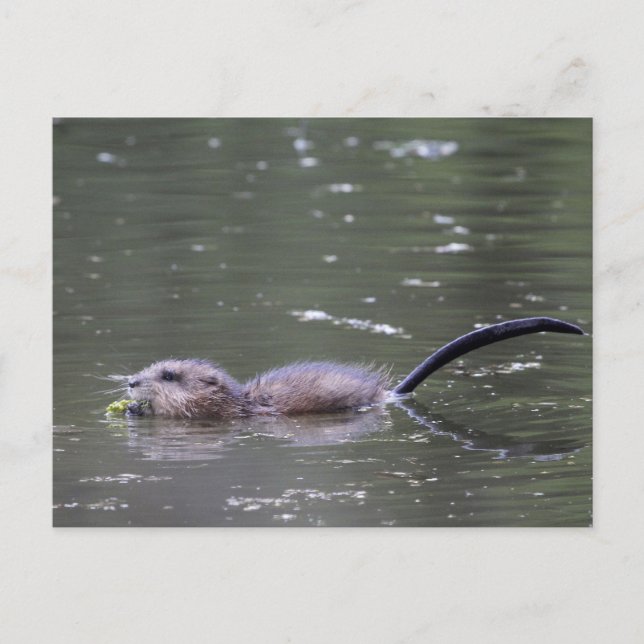 A swimming and eating muskrat. postcard (Front)