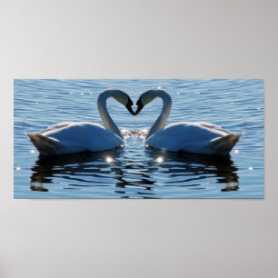 A Swimming Swan Heart Kiss, Reflections of Love Poster
