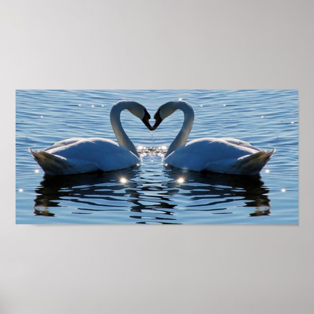 A Swimming Swan Heart Kiss, Reflections of Love Poster (Front)
