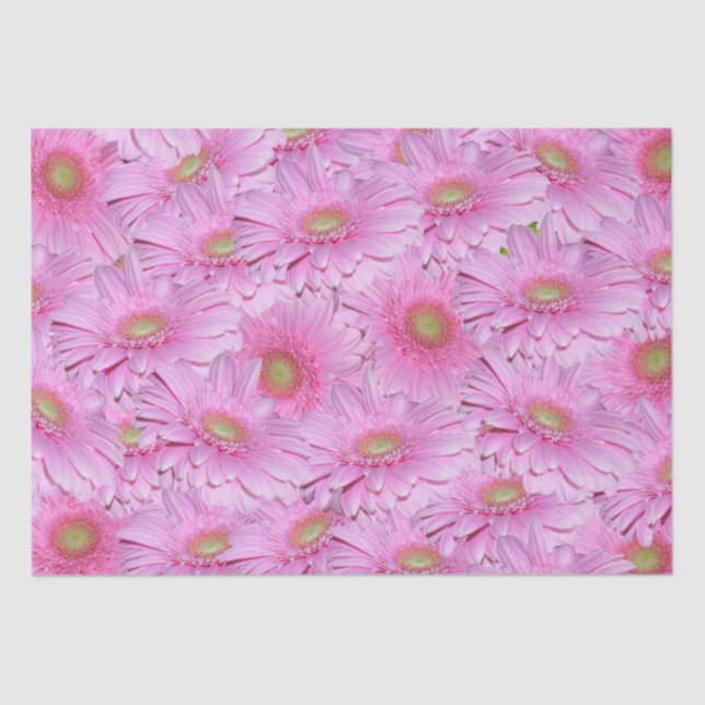 A Symphony of Pink Gerberas, Tissue Paper (Front)