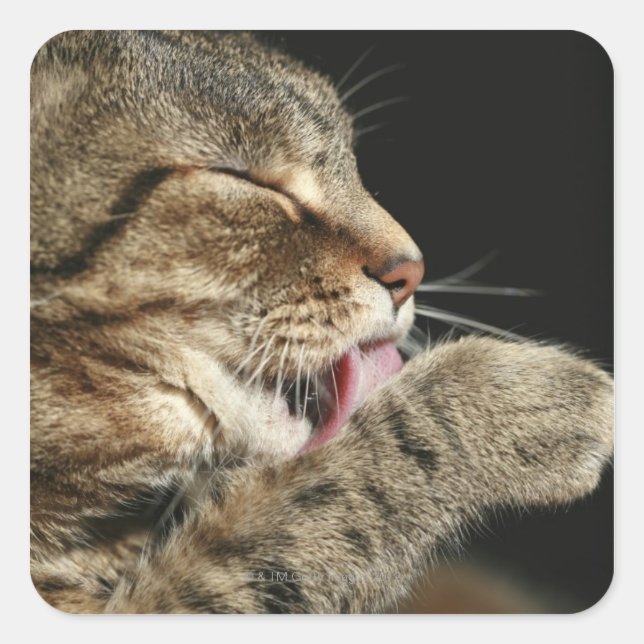 A tabby cat licking his paw. square sticker (Front)