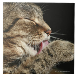 A tabby cat licking his paw. tile