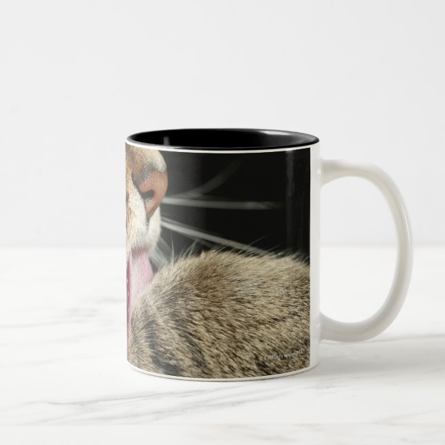 A tabby cat licking his paw. Two-Tone coffee mug (Right)