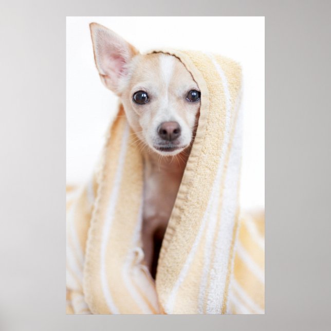 A Tan And White Chihuahua Sits Under A Towel Poster (Front)