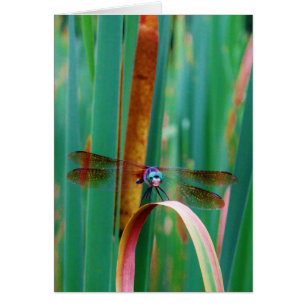 A teal Eyed Dragonfly with cattails