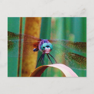 A teal Eyed Dragonfly with cattails Postcard