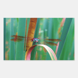 A teal Eyed Dragonfly with cattails Rectangular Sticker