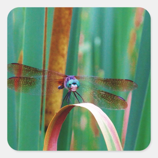 A teal Eyed Dragonfly with cattails Square Sticker (Front)
