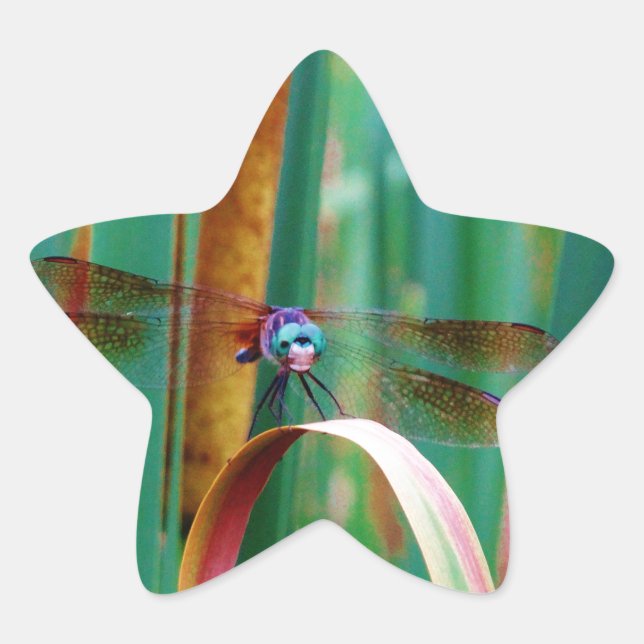 A teal Eyed Dragonfly with cattails Star Sticker (Front)