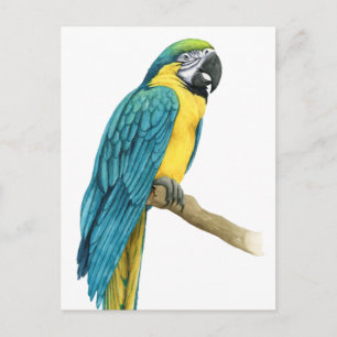 A Teal Macaw Postcard