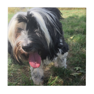 A Tibetan Terrier Ceramic Tile