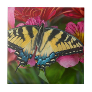 A Tiger Swallowtail Butterfly Ceramic Tile