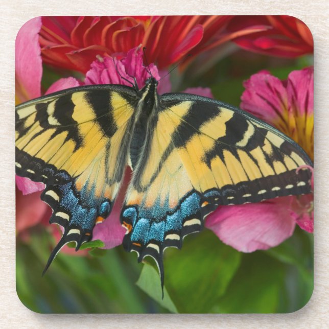 A Tiger Swallowtail Butterfly Coaster (Front)