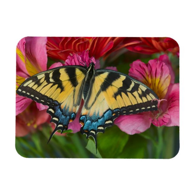A Tiger Swallowtail Butterfly Magnet (Horizontal)