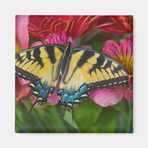 A Tiger Swallowtail Butterfly Magnet