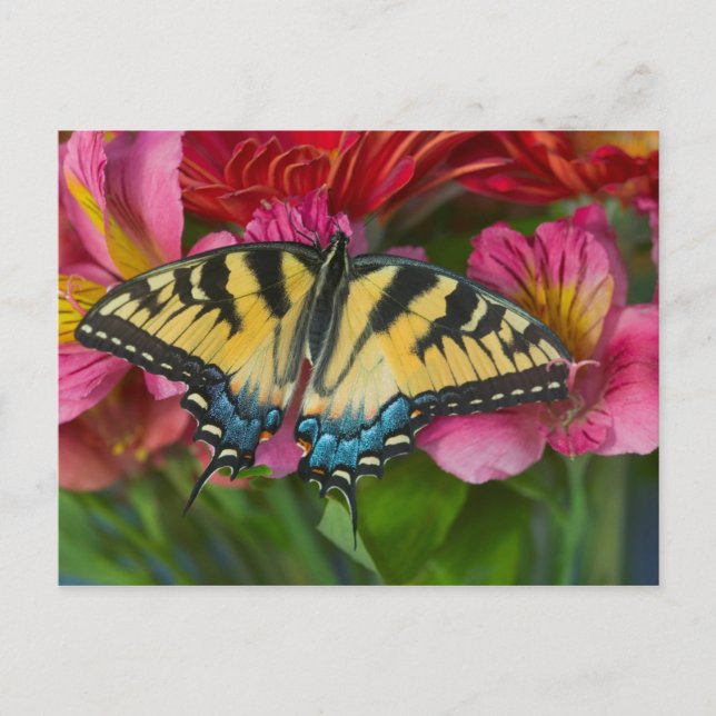 A Tiger Swallowtail Butterfly Postcard (Front)