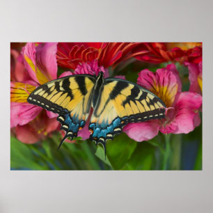 A Tiger Swallowtail Butterfly Poster