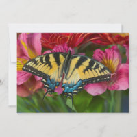 A Tiger Swallowtail Butterfly