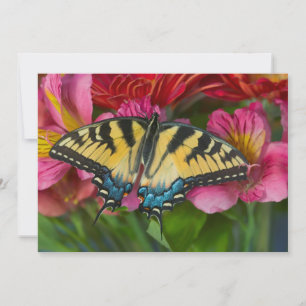 A Tiger Swallowtail Butterfly Thank You Card
