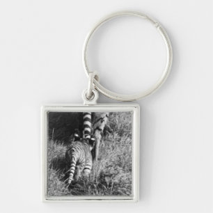 A tiger with her two cubs at Whipsnade Zoo. Key Ring