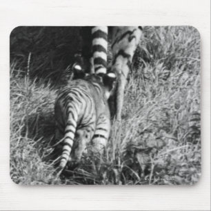 A tiger with her two cubs at Whipsnade Zoo. Mouse Pad