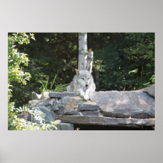 A Timber Wolf at Rest. Poster
