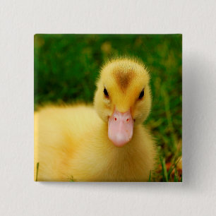 A Tiny Duckling 15 Cm Square Badge
