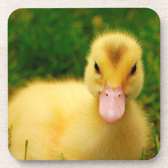 A Tiny Duckling Coaster (Front)
